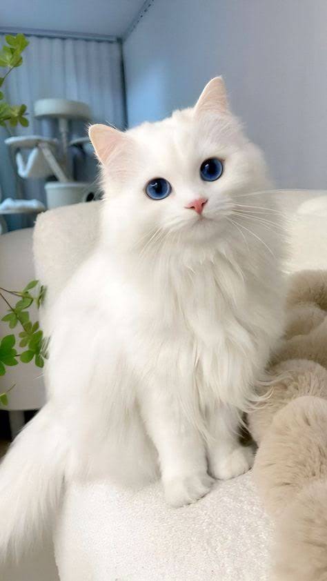 Büşra Avatar